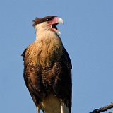 10SB8697 Crested Caracara
